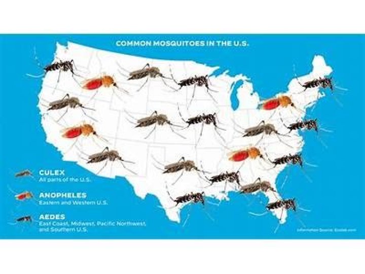 Does Florida have a lot of mosquitoes