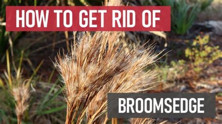 How do I get rid of broom sedge