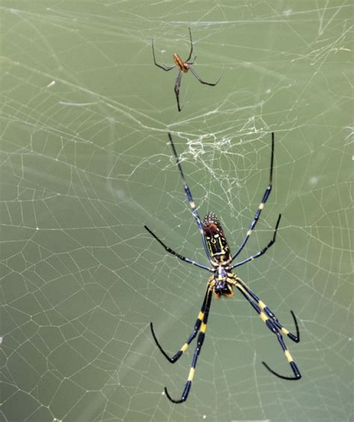 How do spiders not get caught in their web