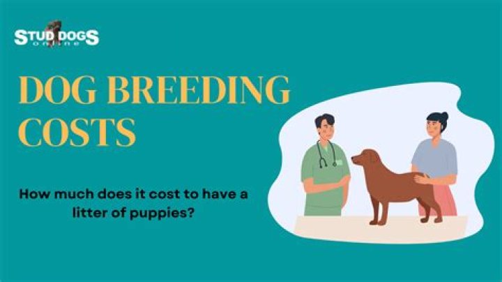 How much does it cost to have a dogs leg amputated