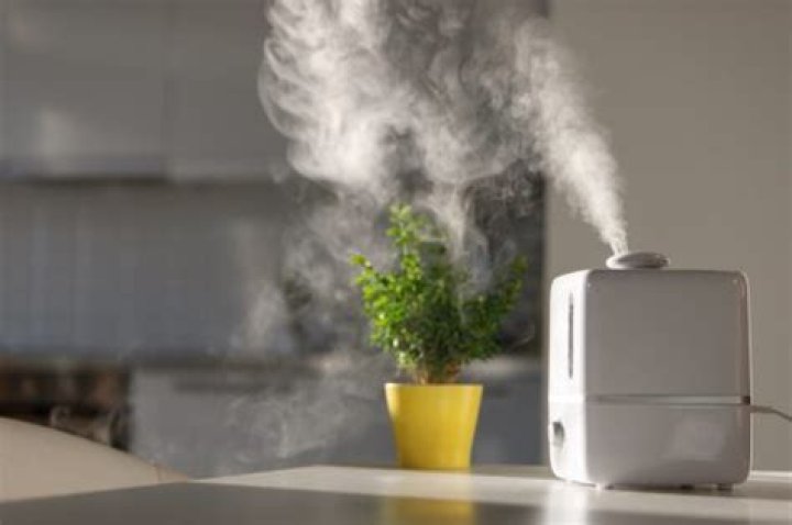 If Your Plants Are Drooping, Use This Common Appliance to Revive Them