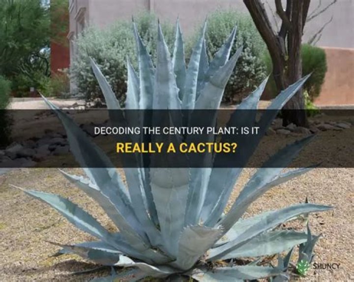Is a century plant a cactus