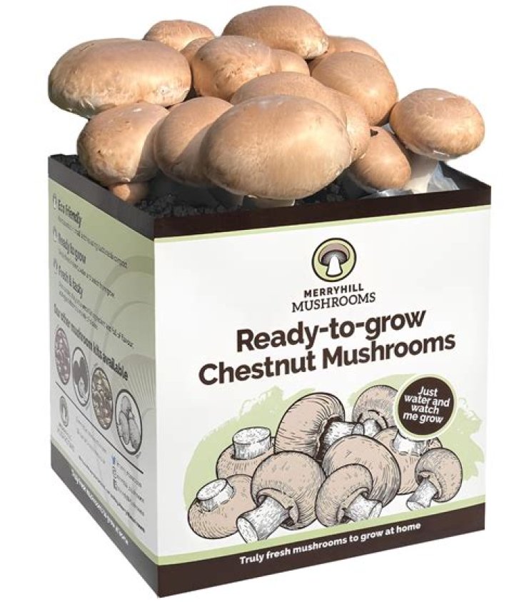 Is it cheaper to grow your own mushrooms