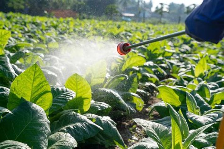 Is watermelon high in pesticides