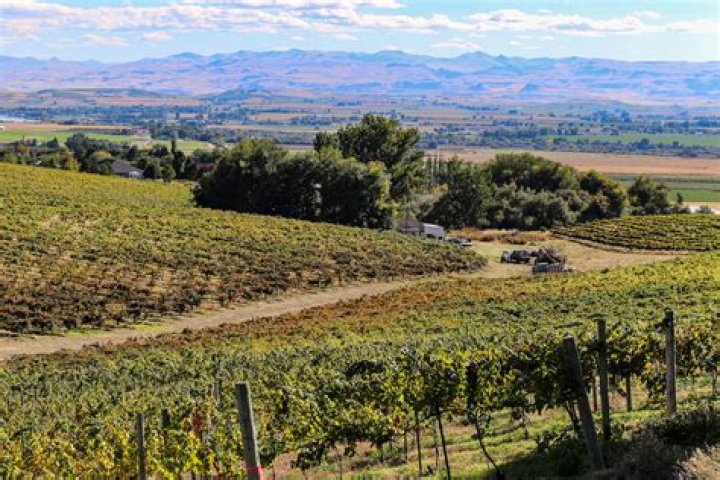 The 12 Best U.S. Cities to Visit for Wine Lovers