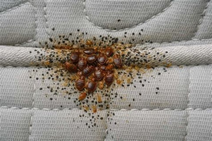 What can kill bed bugs and their eggs