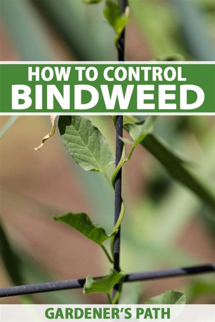 What is another name for bindweed