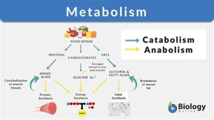 What is catabolism and metabolism