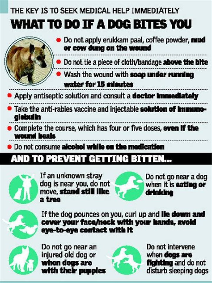 What is Gentocin used for in dogs