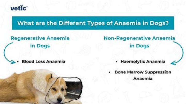 What is Heinz body anemia in dogs