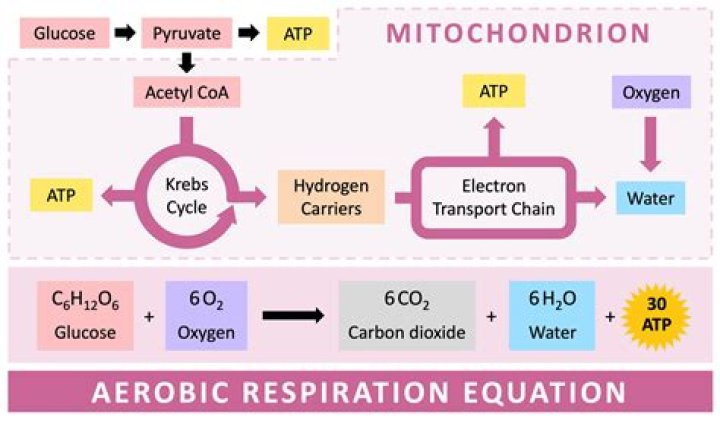 What is human aerobic respiration