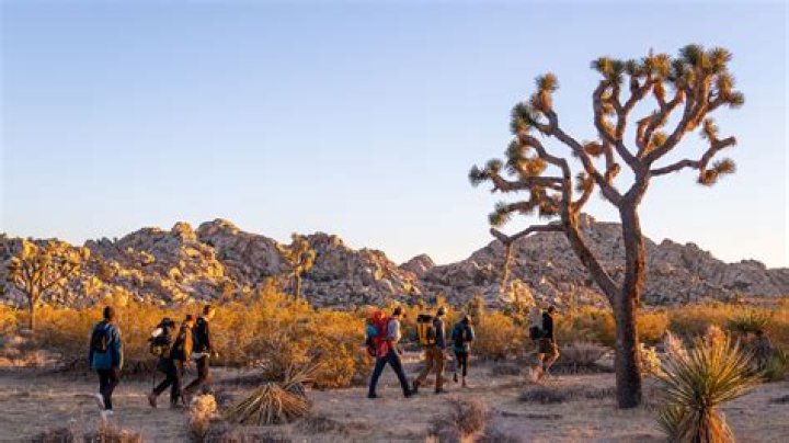 What is Joshua Tree in California