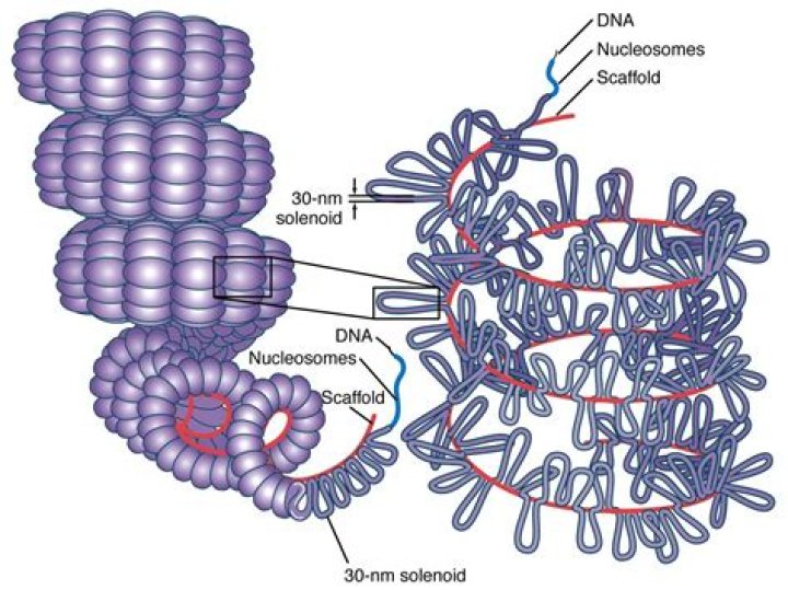 What is nucleosome solenoid model