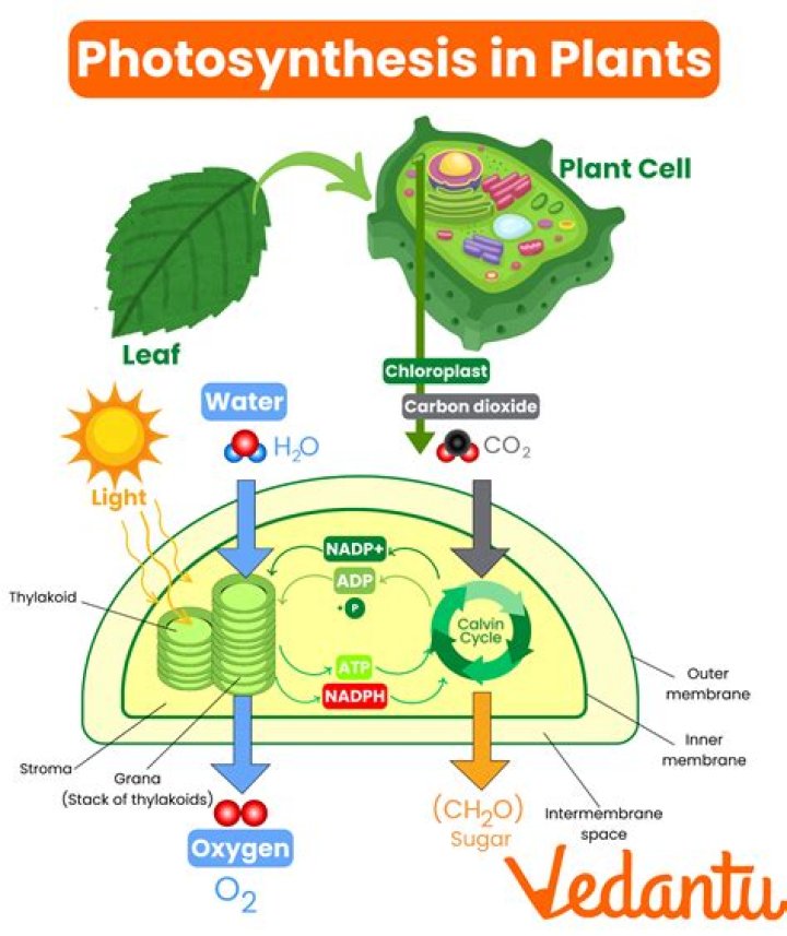 What is photosynthesis AP biology