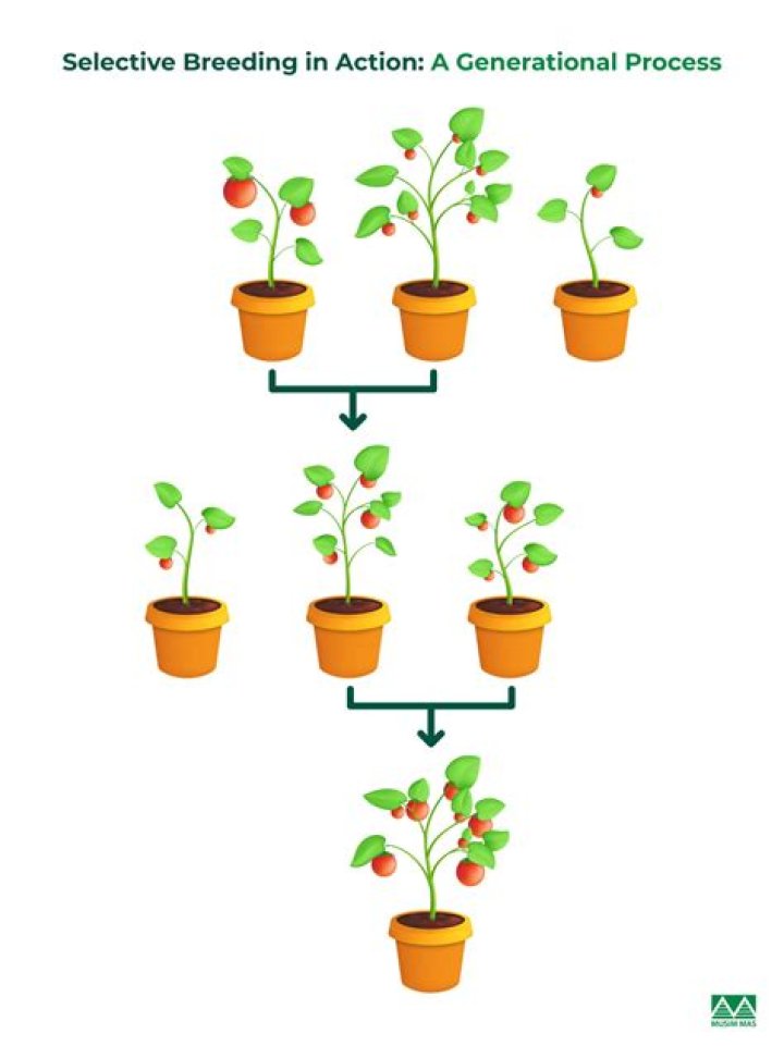 What is selective process theory