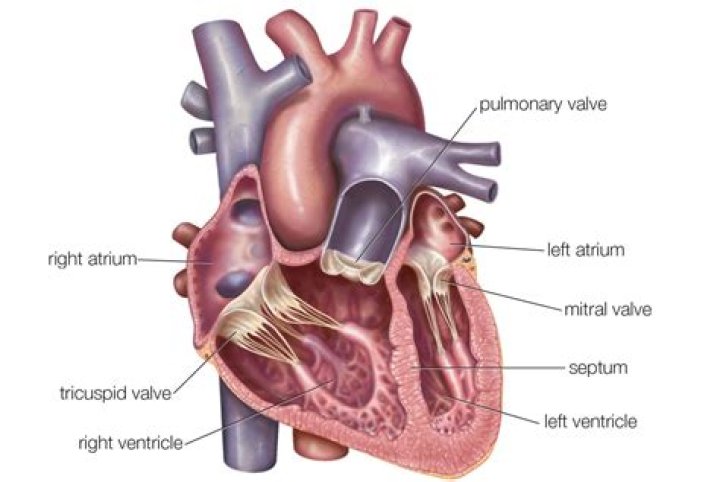 What is the atrium of the heart