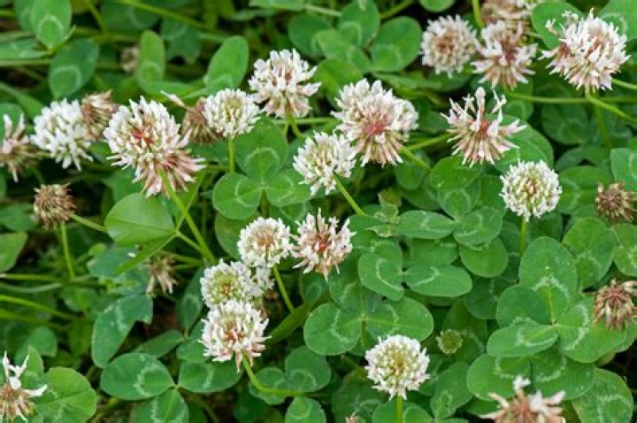 What kills clover in the yard