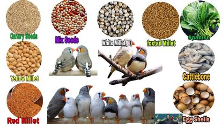 What kind of birds eat millet
