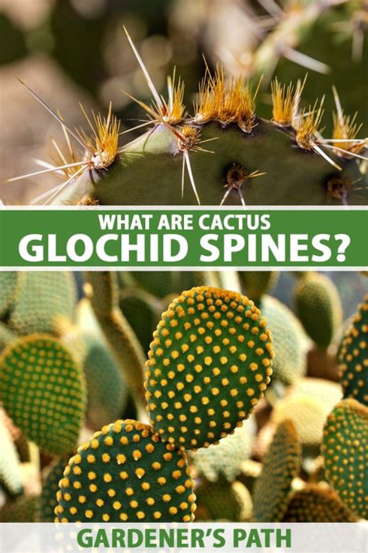 What other plants have spines