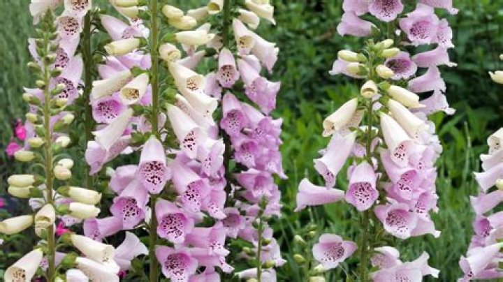 What plant contains digitalis