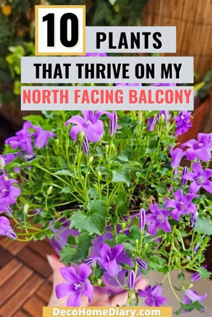 What plants best facing north