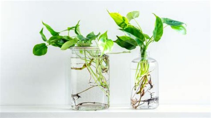 What plants can grow in a jar
