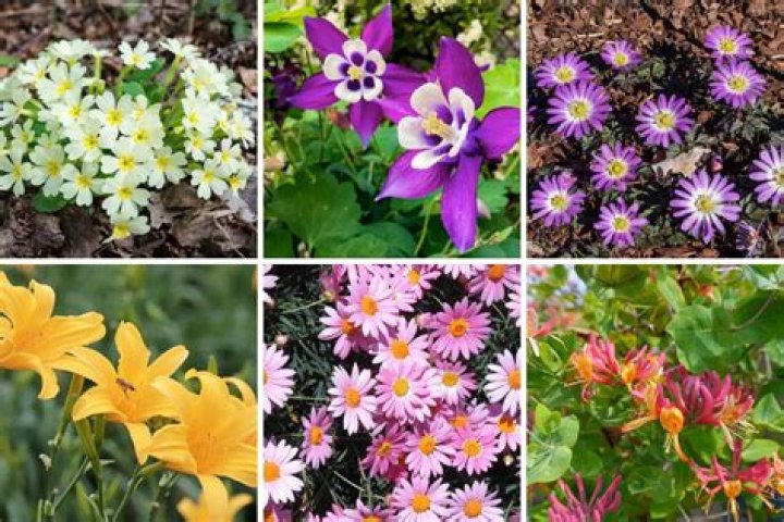 What plants grow in the Bayou