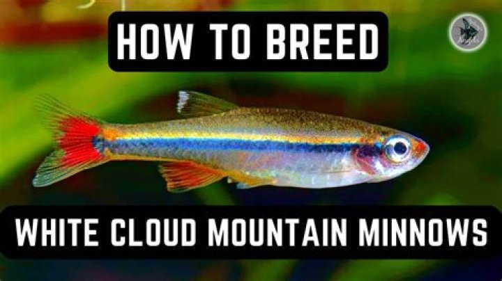 What should I feed my minnows