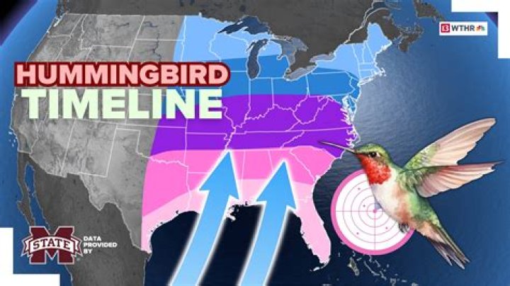 What states have hummingbirds