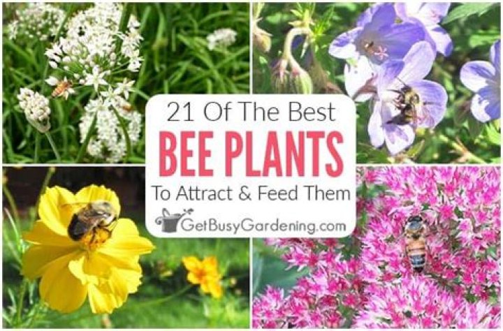What to plant to attract bees