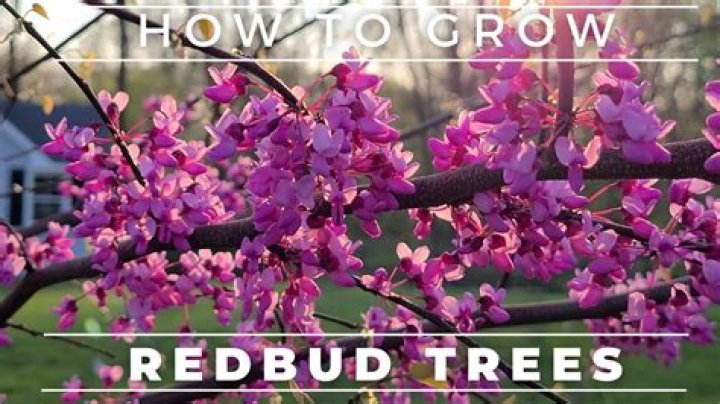 What type of tree is a redbud