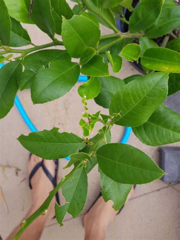 Whats eating my lemon leaves