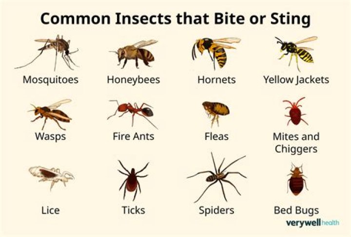 Whats the most common insect