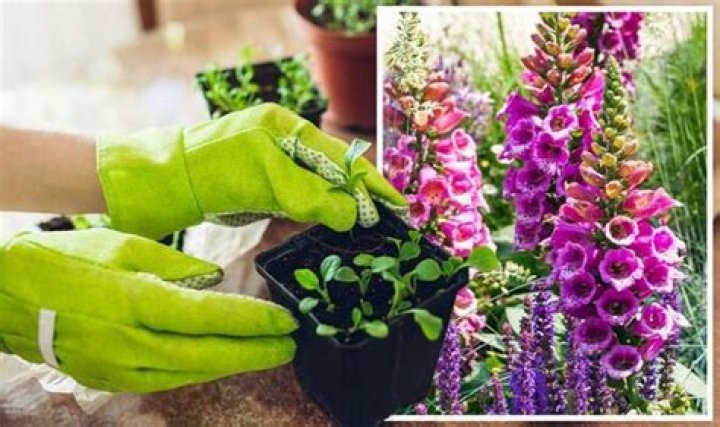 When can I cut down foxgloves