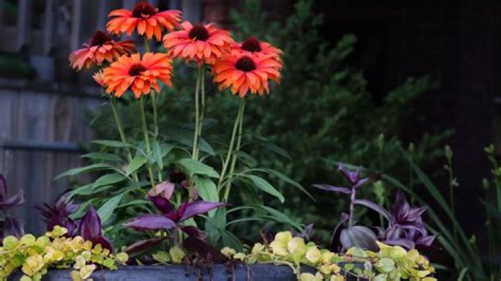 When can I divide coneflowers