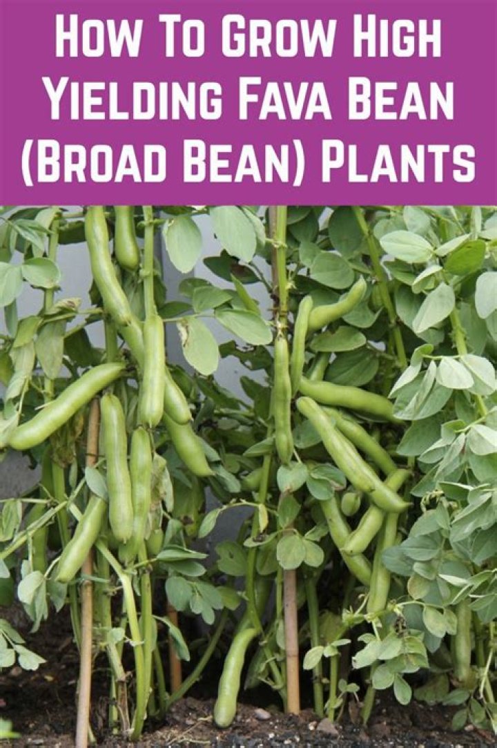 When can you plant fava beans
