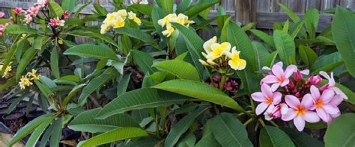 When can you repot frangipani