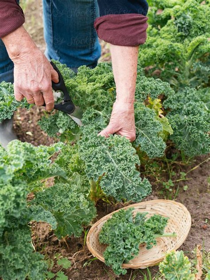 When should Kale be harvested