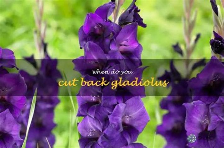 When should you cut gladiolus