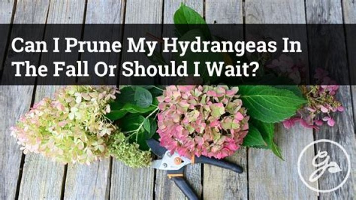 When should you prune daisies