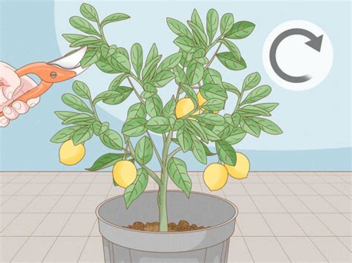 When should you trim oleander