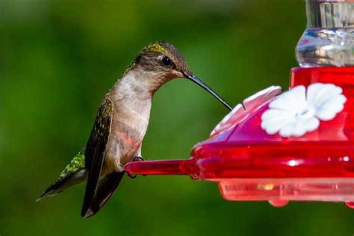 Will hummingbirds eat out of your hand